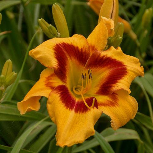 Low-Maintenance Perennials That Bring Big Color Year After Year