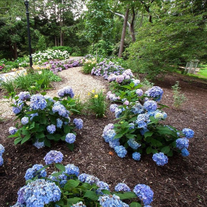 Hydrangeas - A Timeless Garden Staple