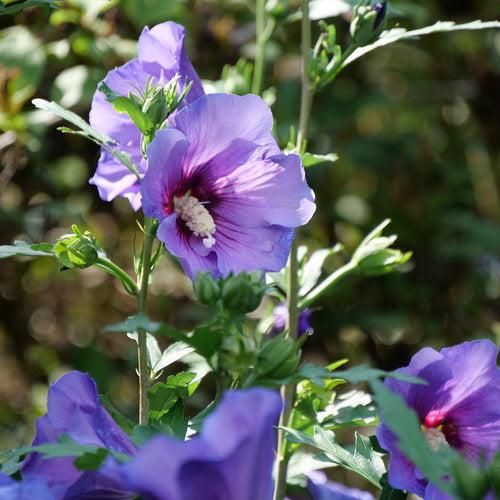 Building a Low-Maintenance Garden That Still Feels Lush