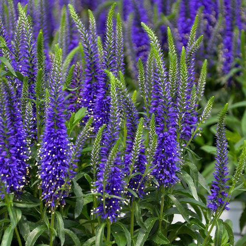 Gardening For Pollinators