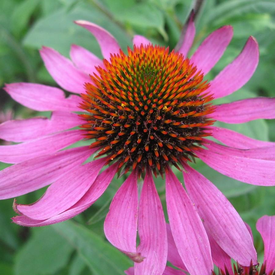 Native Plants