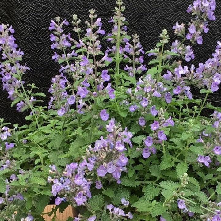 Northeast Native Plants