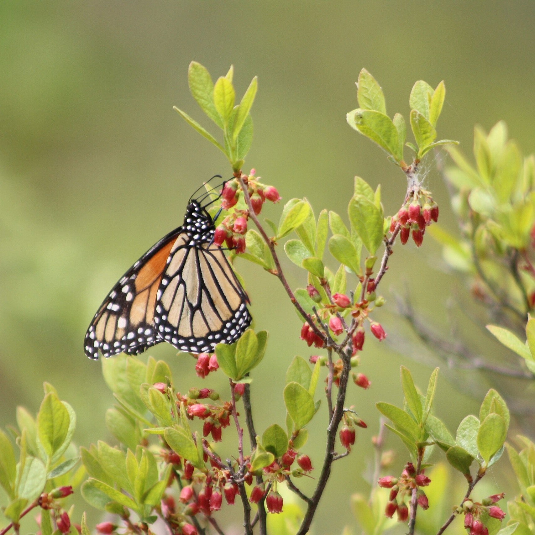 Best Native Plants for Connecticut Gardens
