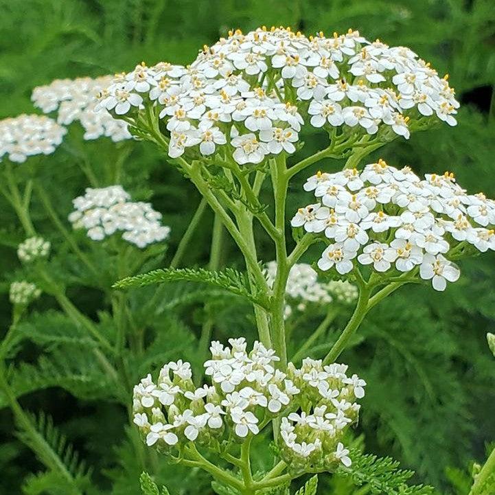 10 Low-Maintenance Perennials for Northeast Gardens