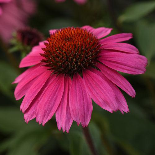 10 Deer-Resistant Plants for a Beautiful Garden