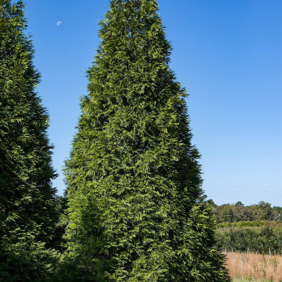 Best Privacy Trees for Small Yards