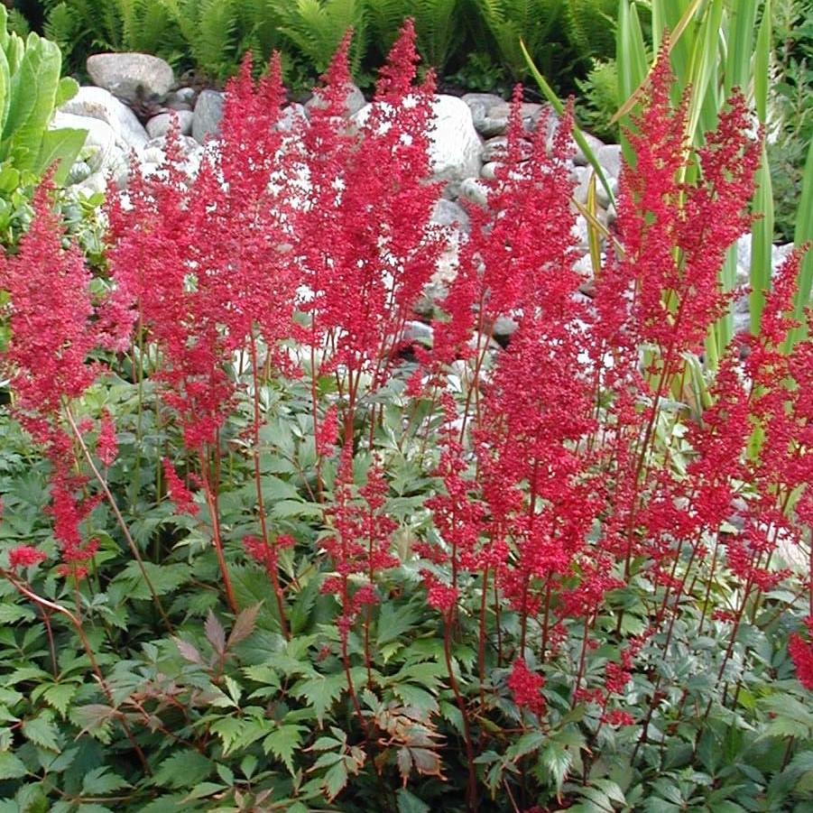 Deer-Resistant Shade Garden Kit
