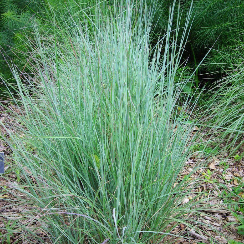 Prairie-Style Native Garden Pack
