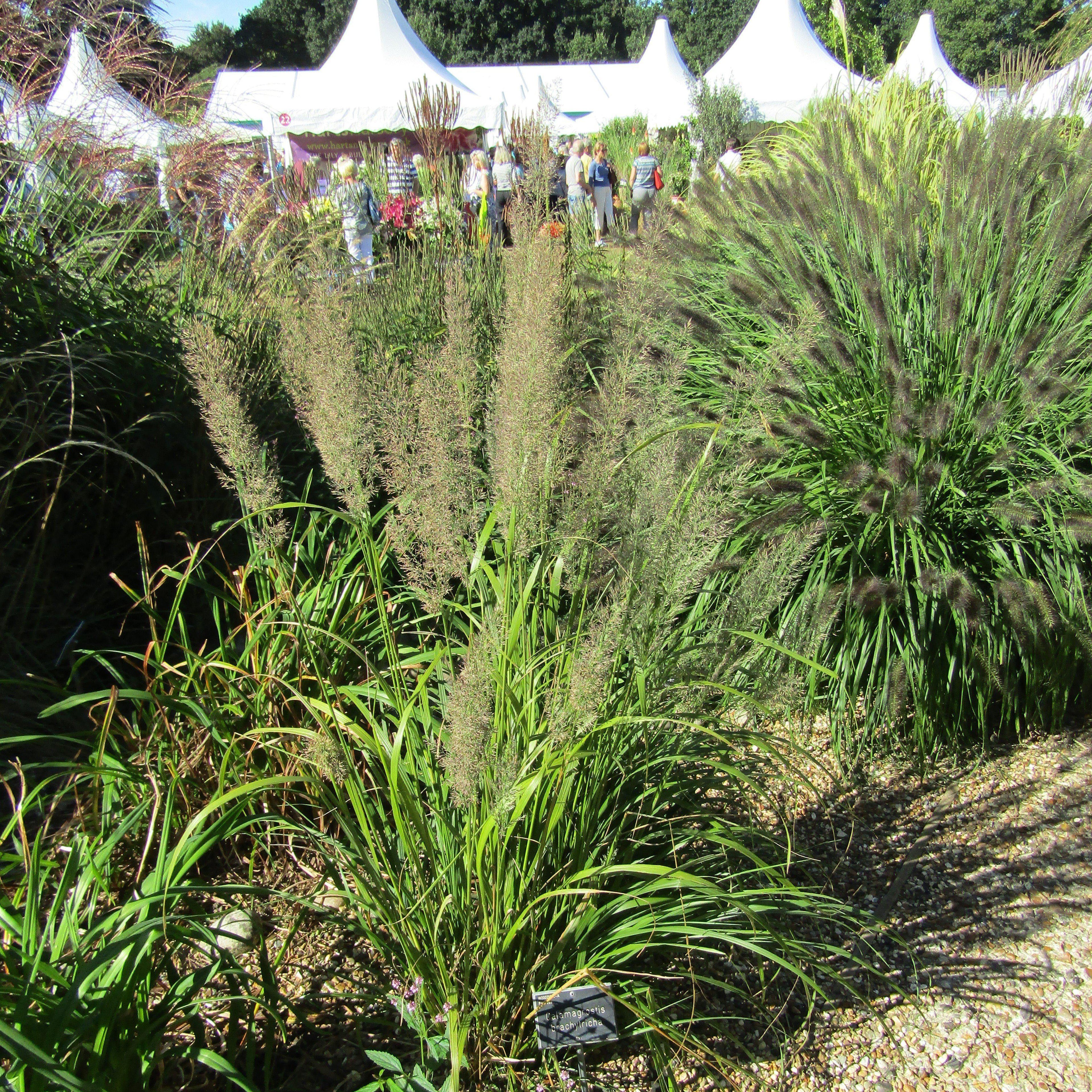 Ornamental Grasses