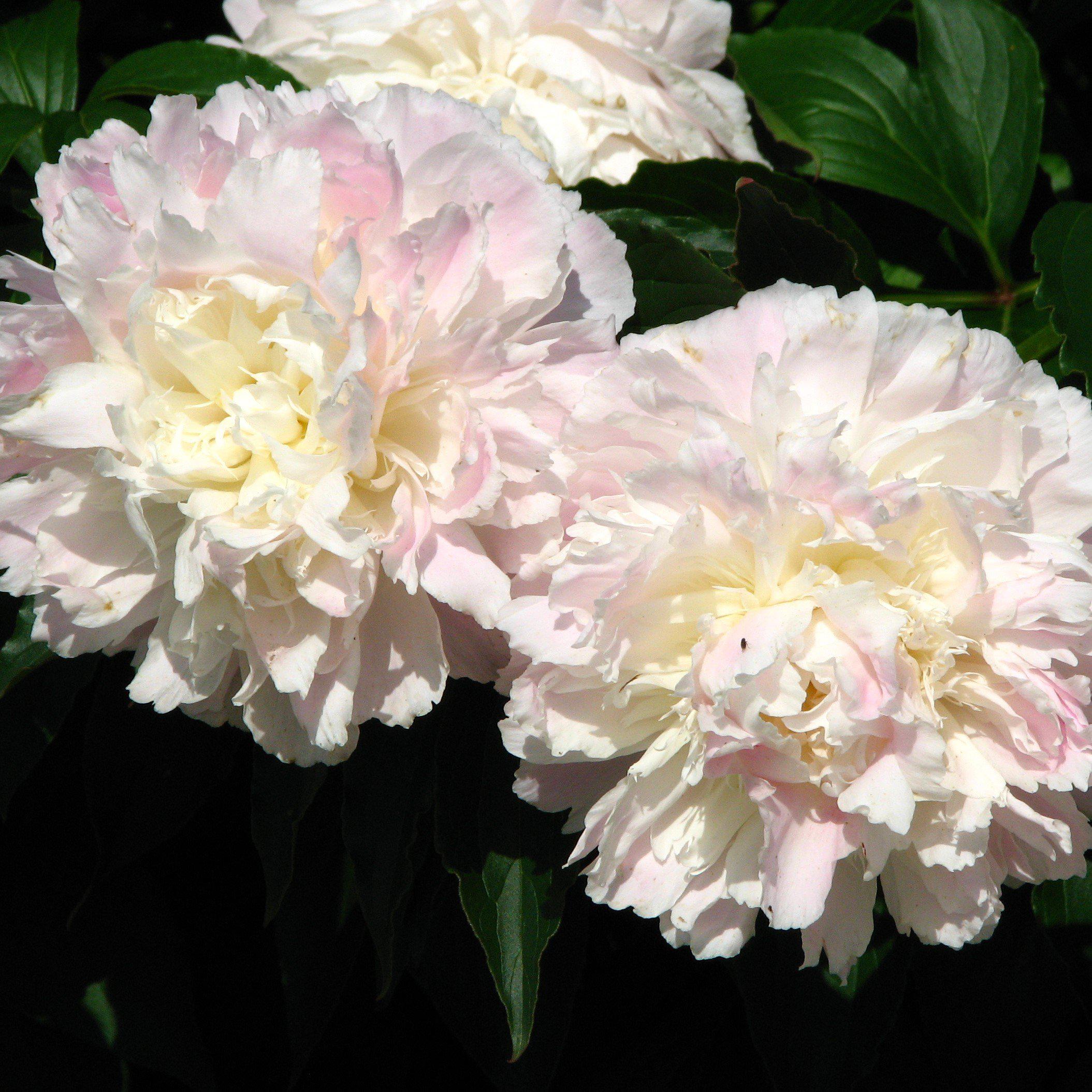 Peonies
