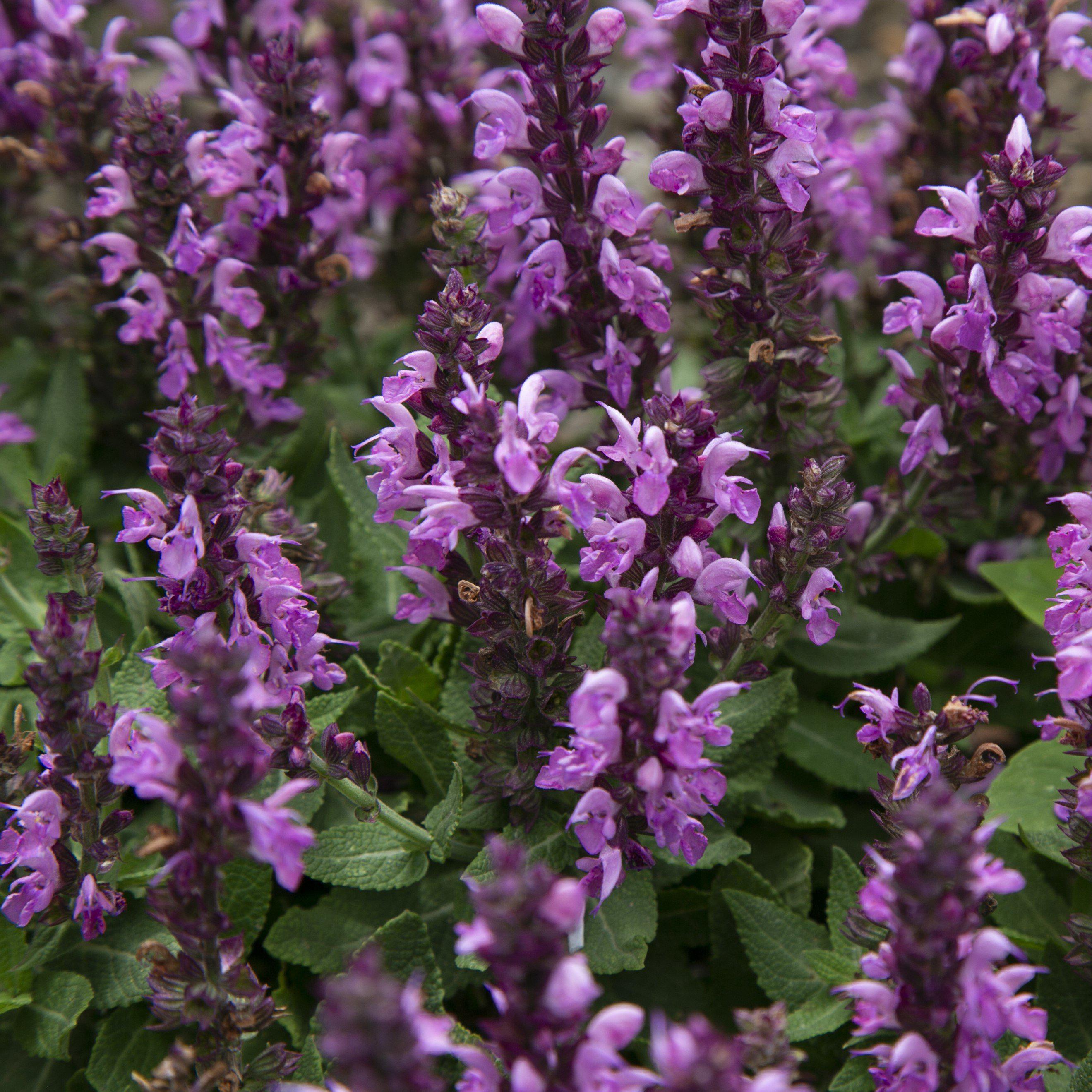 Pollinator Paradise Garden Kit
