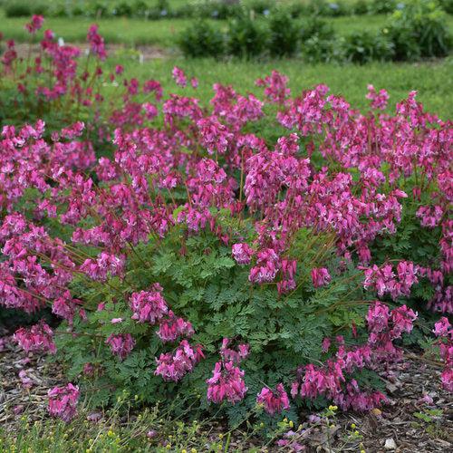 Dicentra 'Pink Diamonds'  - Pink Diamonds Bleeding Heart