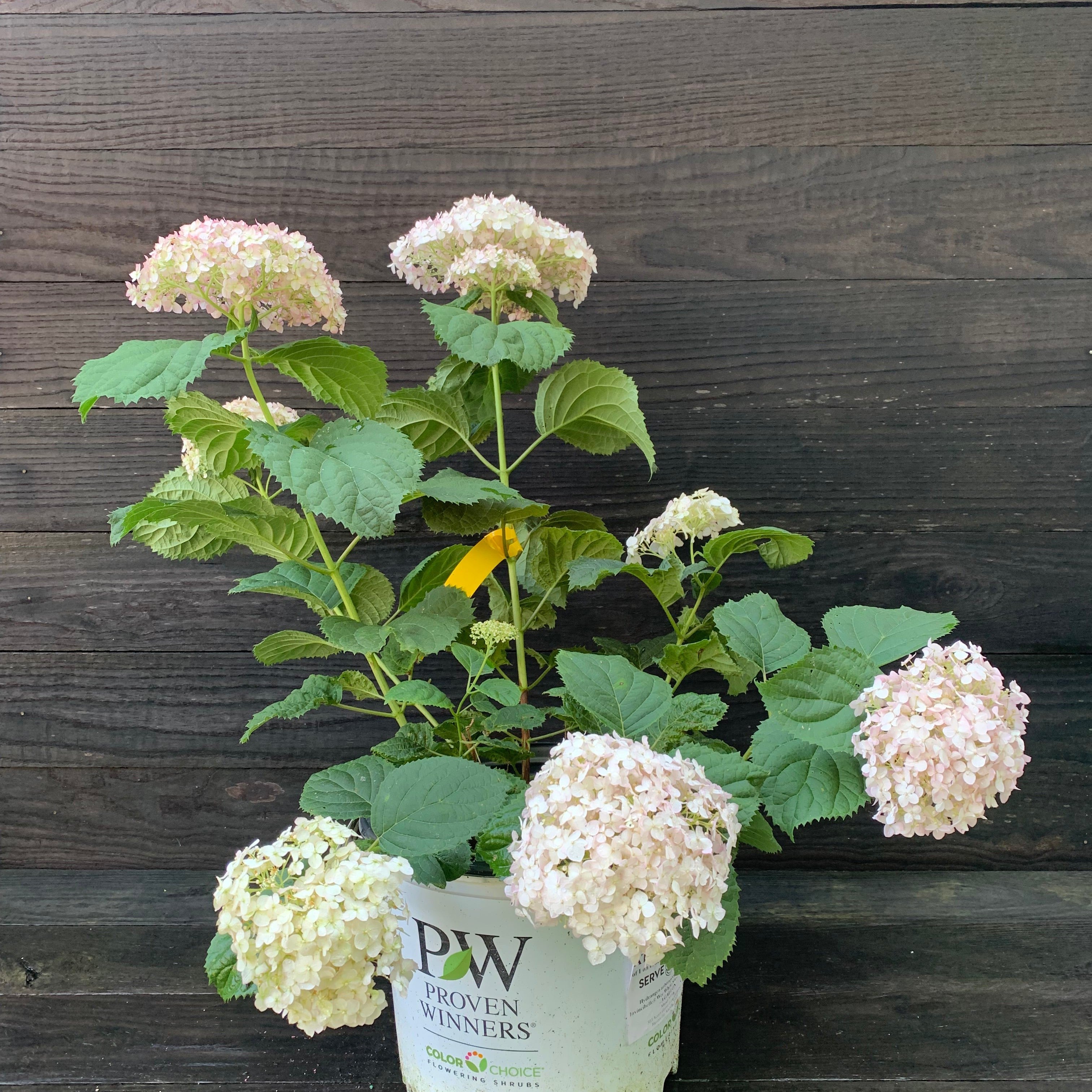 Hydrangea arborescens 'NCHA5'  - Invincibelle® Wee White Smooth Hydrangea