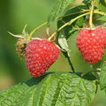 Rubus idaeus 'Polana'  - Polana Raspberry