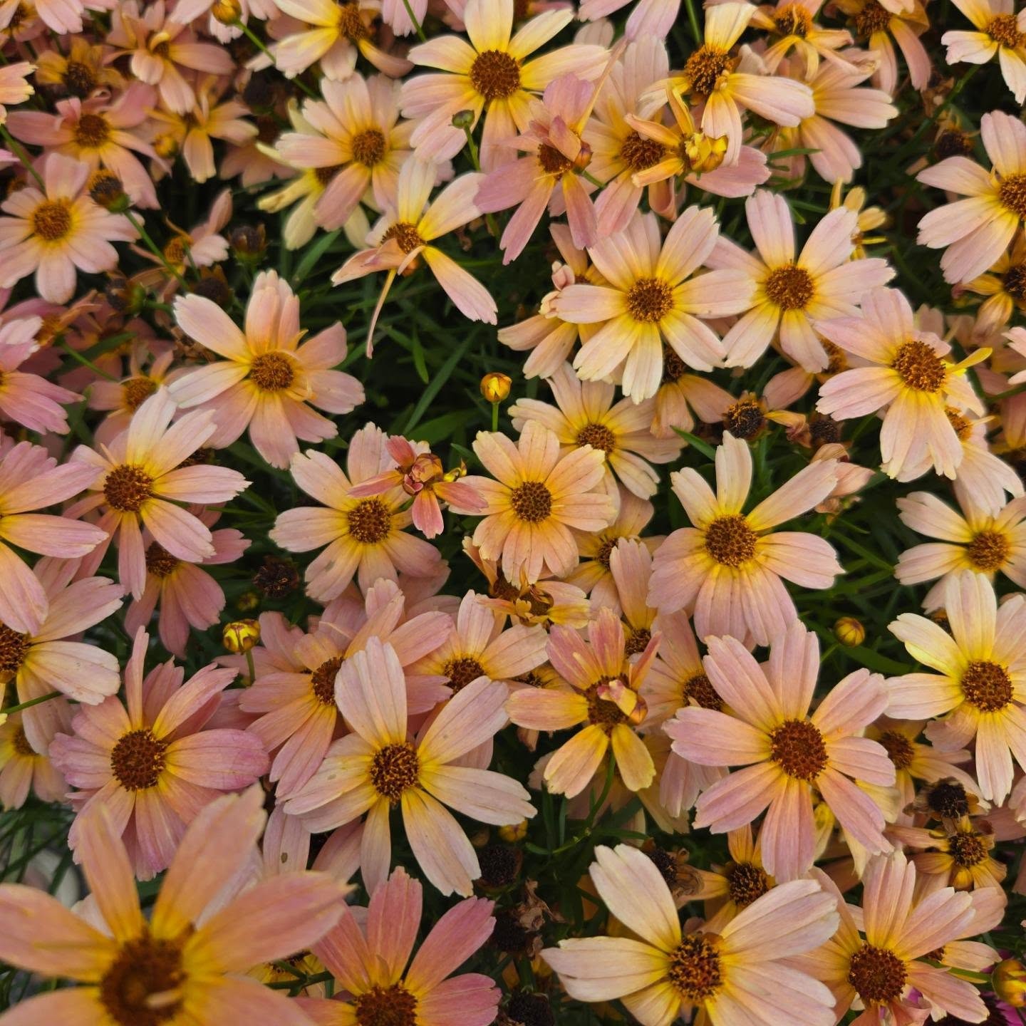 Coreopsis verticillata 'Shades of Rose' PP29,920  - Permathreads™ Shades of Rose Coreopsis