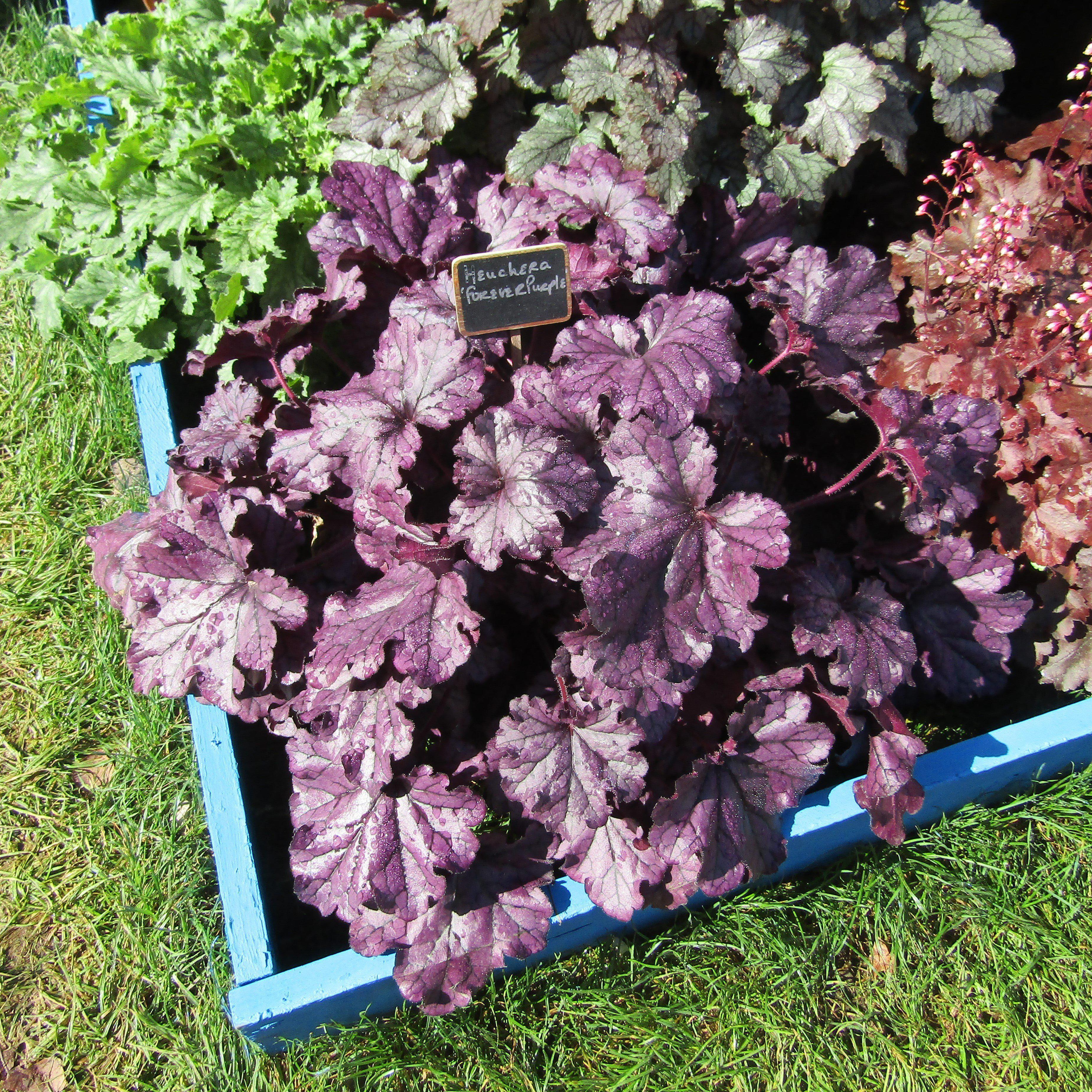 Heuchera x 'TNHEUFP'  - Forever® Purple Coral Bells