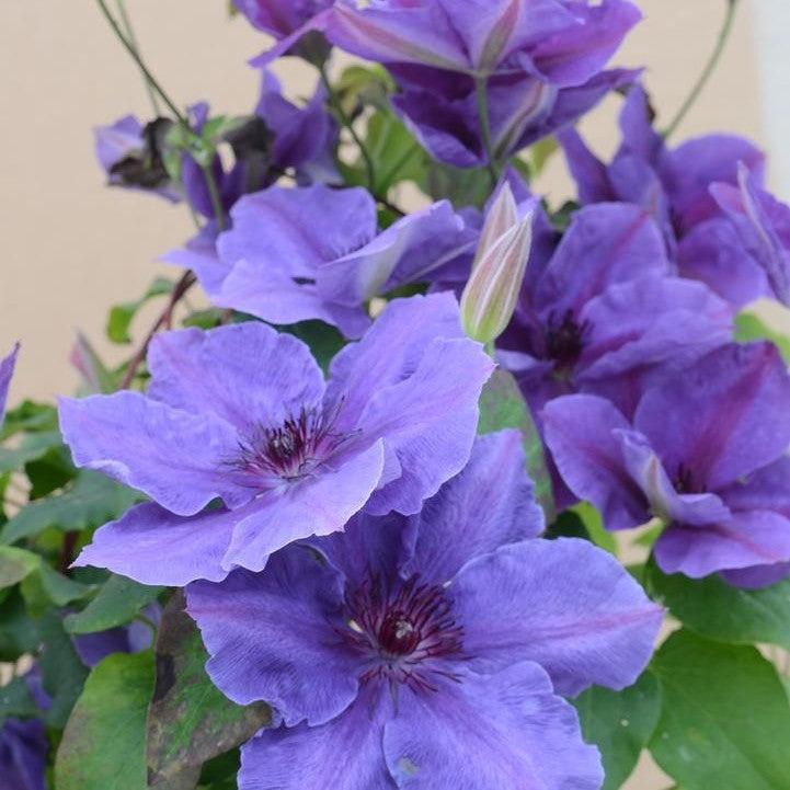 Clematis 'Evipo1112'  - Boulevard® Ravel™ Clematis