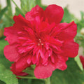 Alcea rosea 'Spring Celebrities Carmine-Rose'  - Spring Celebrities™  Carmine Rose Hollyhock