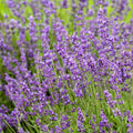 Lavandula 'Imperial Gem'  - Imperial Gem Lavender