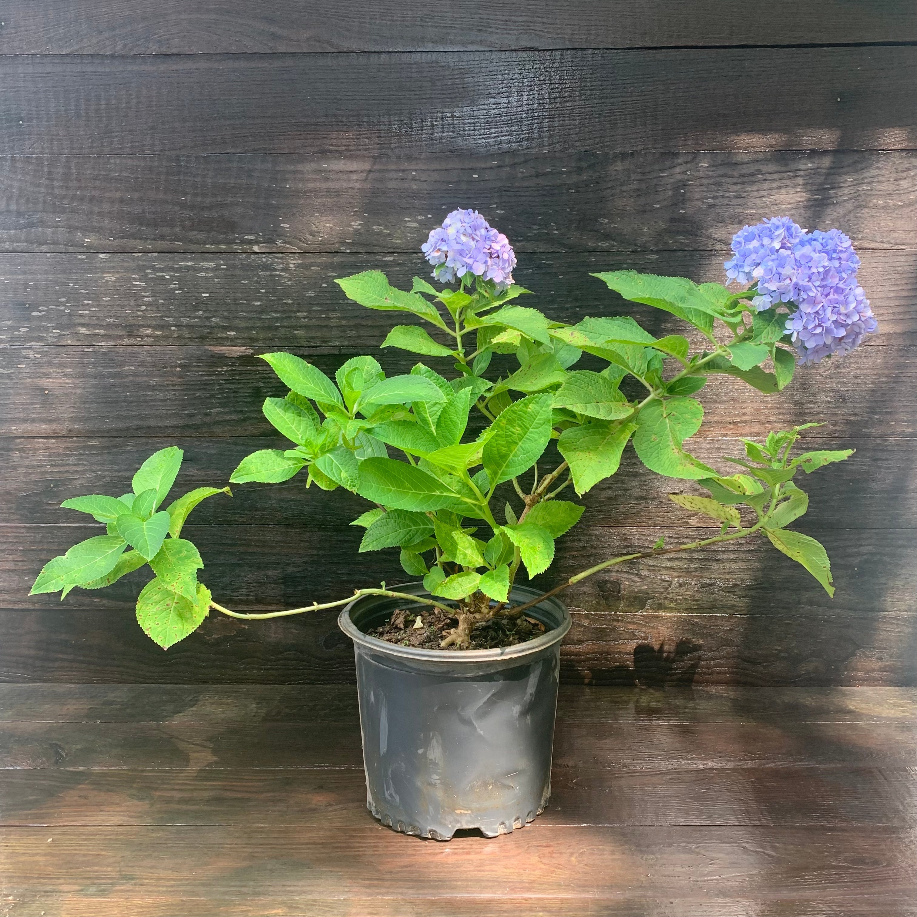 Hydrangea macrophylla 'Nikko Blue'  - Nikko Blue Hydrangea
