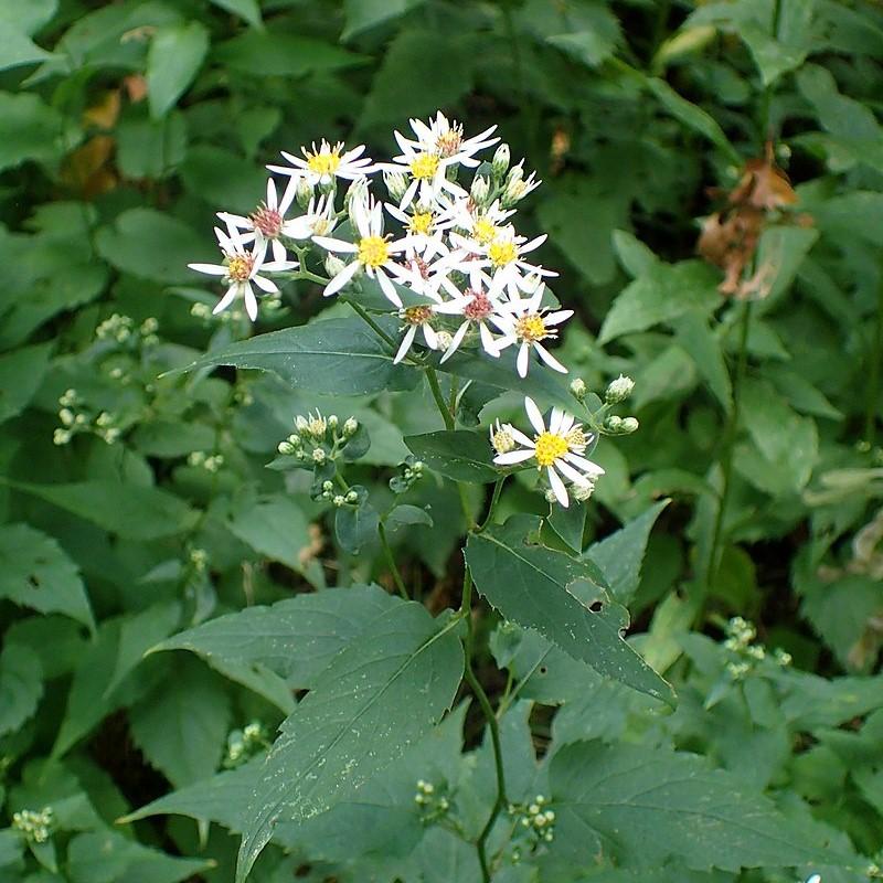 Aster divaricatus  - White Wood Aster