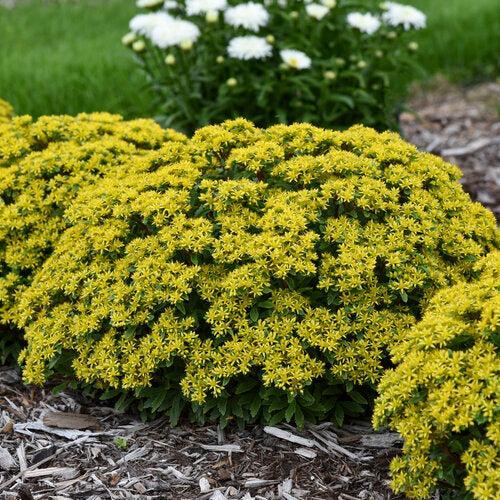 Sedum 'Bright Idea'  - PW® Rock 'N Round® Bright Idea Stonecrop