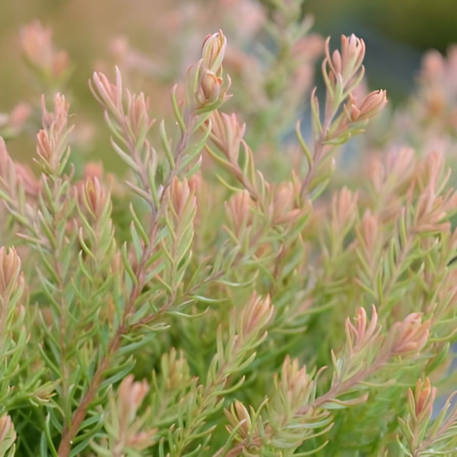 Thuja occidentalis 'Congabe' PP19,009  - Fire Chief™ Globe Arborvitae