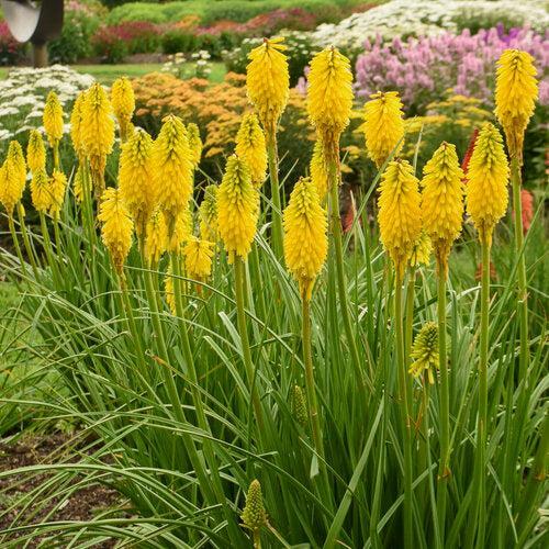 Kniphofia 'Solar Flare'  - PW® Pyromania® Solar Flare Red Hot Poker