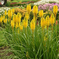 Kniphofia 'Solar Flare'  - PW® Pyromania® Solar Flare Red Hot Poker