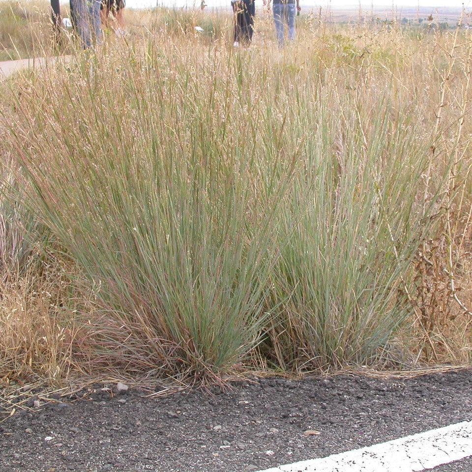 Schizachyrium scoparium 'Ha Ha Tonka'  - Ha Ha Tonka Little Bluestem