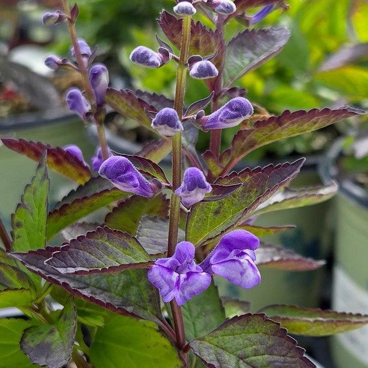 Scutellaria 'Appalachian Blues'  - Appalachian Blues Skullcap