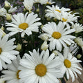 Leucanthemum superbum ’Daisy Duke’  - Amazing Daisies® Daisy May® Shasta Daisy