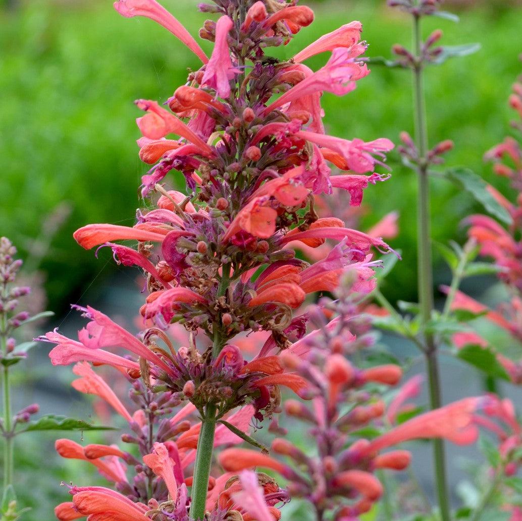 Agastache ‘Kudos Coral’  - Kudos™ Coral Hummingbird Mint, Hyssop