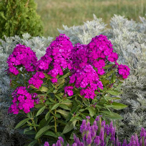 Phlox paniculata 'Ultraviolet'  - Luminary® Ultraviolet Phlox