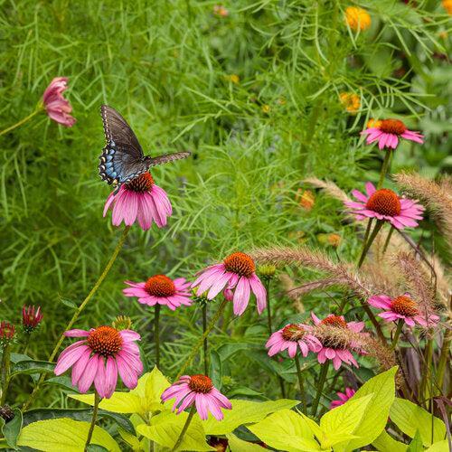 Echinacea 'The Fuchsia is Bright'  - Color Coded® The Fuchsia is Bright Echinacea