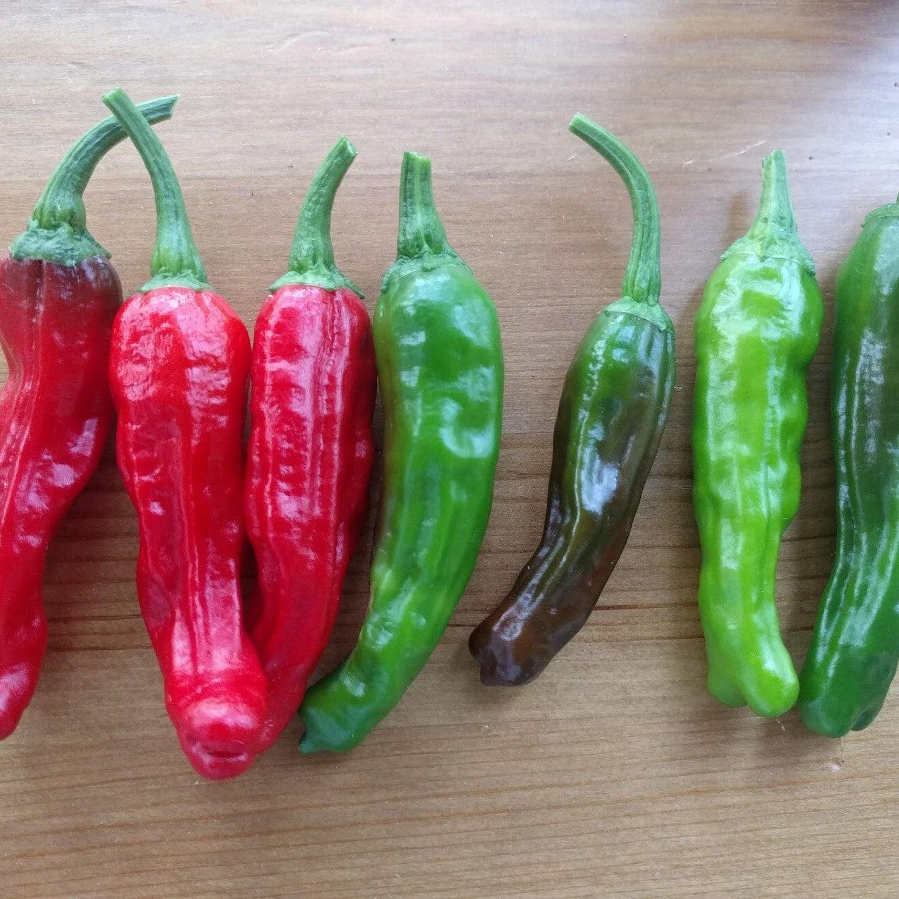 Capsicum annuum 'Shishito'  - Shishito Sweet Pepper