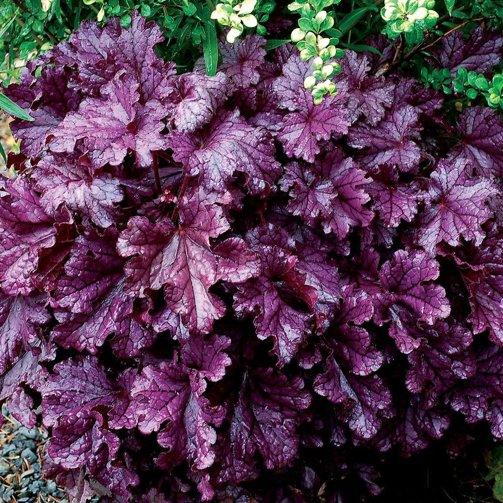 Heuchera x 'TNHEUFP'  - Forever® Purple Coral Bells