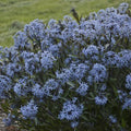 Amsonia tabernaemontana 'Storm Cloud'  - Storm Cloud Blue Star