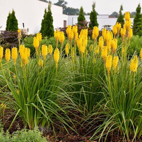 Kniphofia 'Solar Flare'  - PW® Pyromania® Solar Flare Red Hot Poker