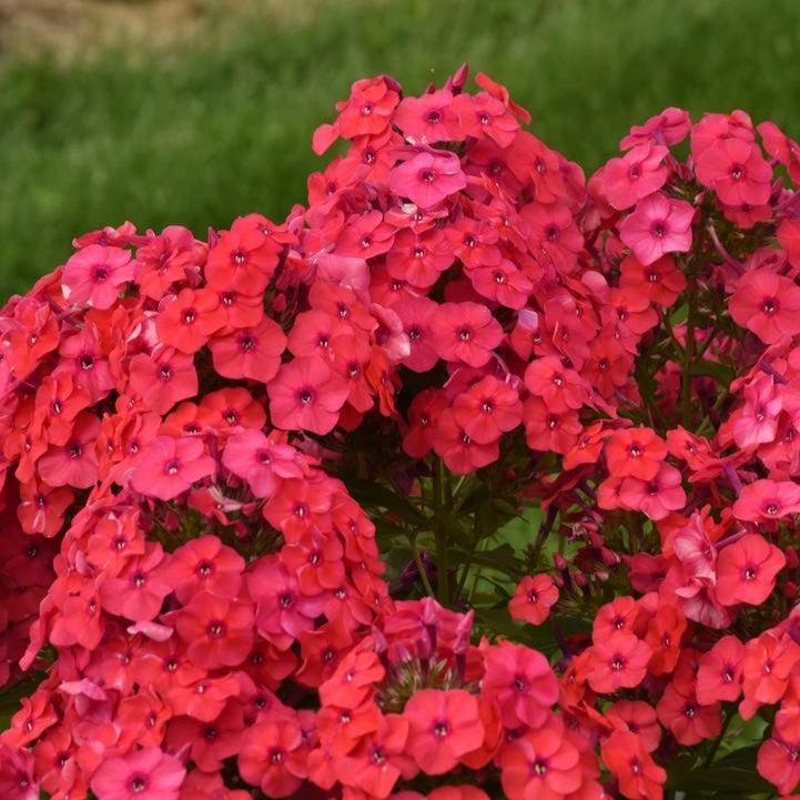 Phlox paniculata 'Sunset Coral'  - Luminary® Sunset Coral Phlox
