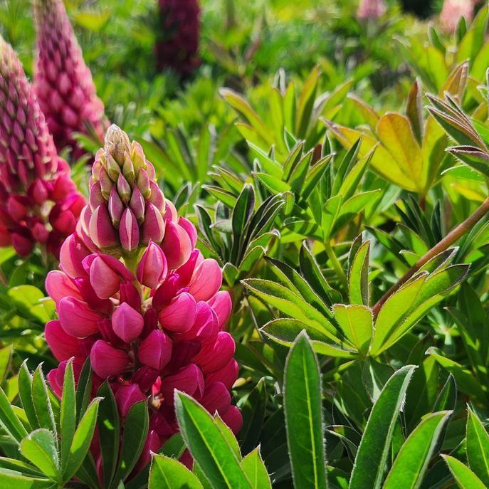 Lupinus polyphyllus 'Lupini Red Shades'  -  Lupini Red Shades Lupine