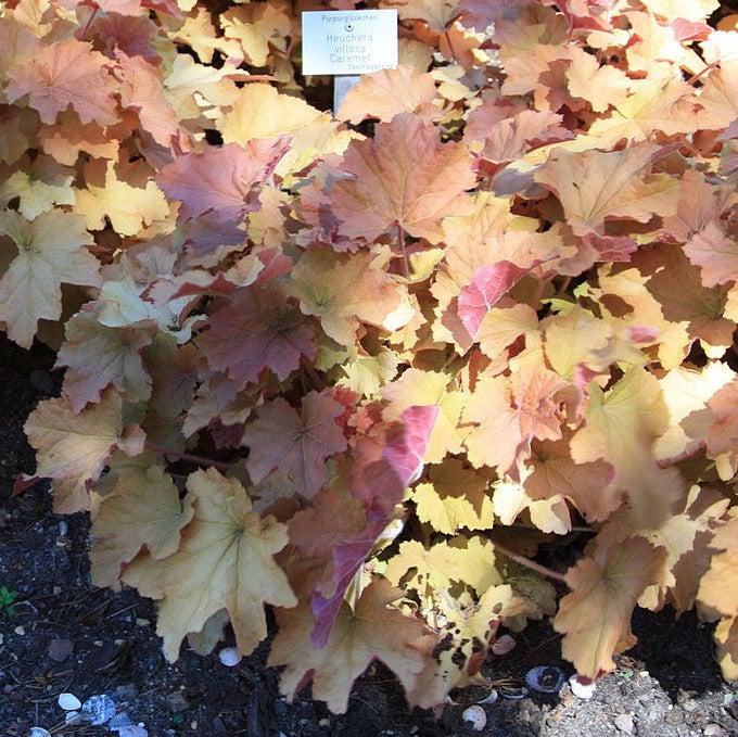 Heuchera 'Caramel' PP16,560  - Caramel Coral Bells, Heuchera