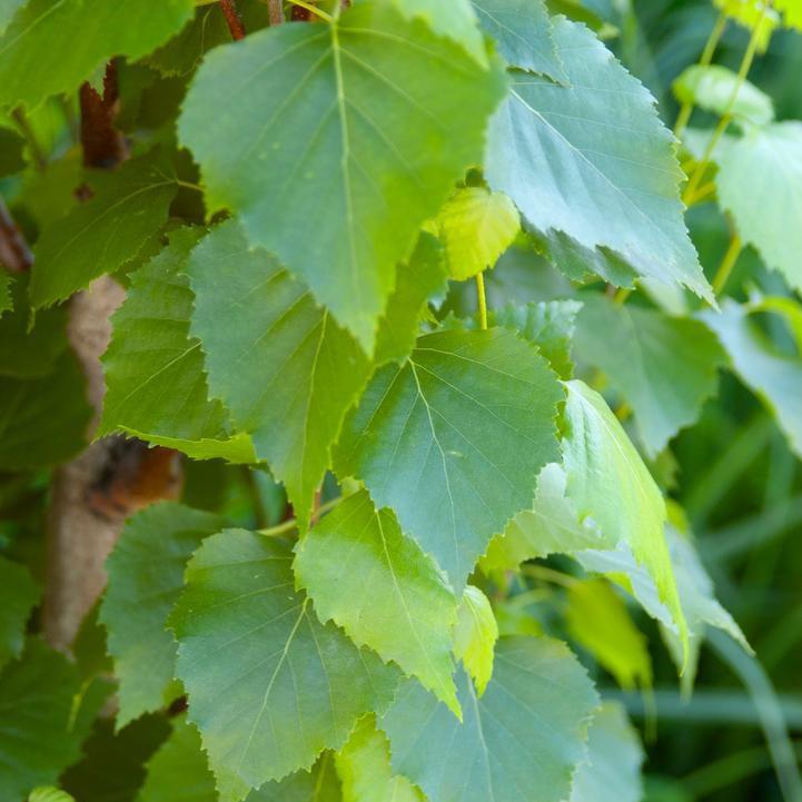 Betula platyphylla 'Jefpark'  - First Editions® Parkland Pillar® Birch