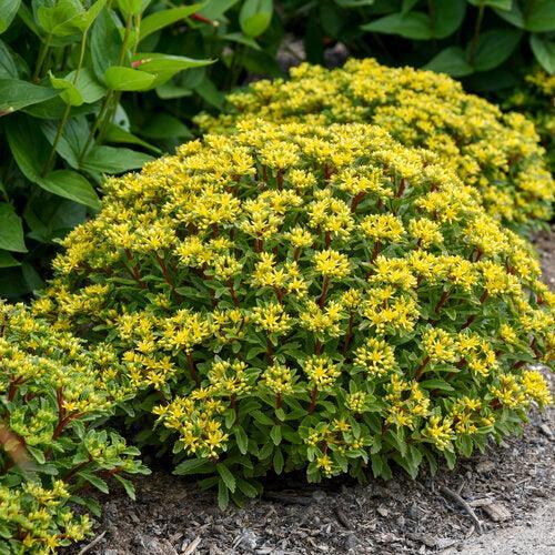 Sedum 'Bright Idea'  - PW® Rock 'N Round® Bright Idea Stonecrop