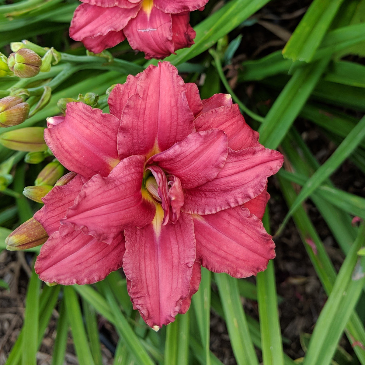 Hemerocallis 'Double Pardon Me'  - Double Pardon Me Daylily