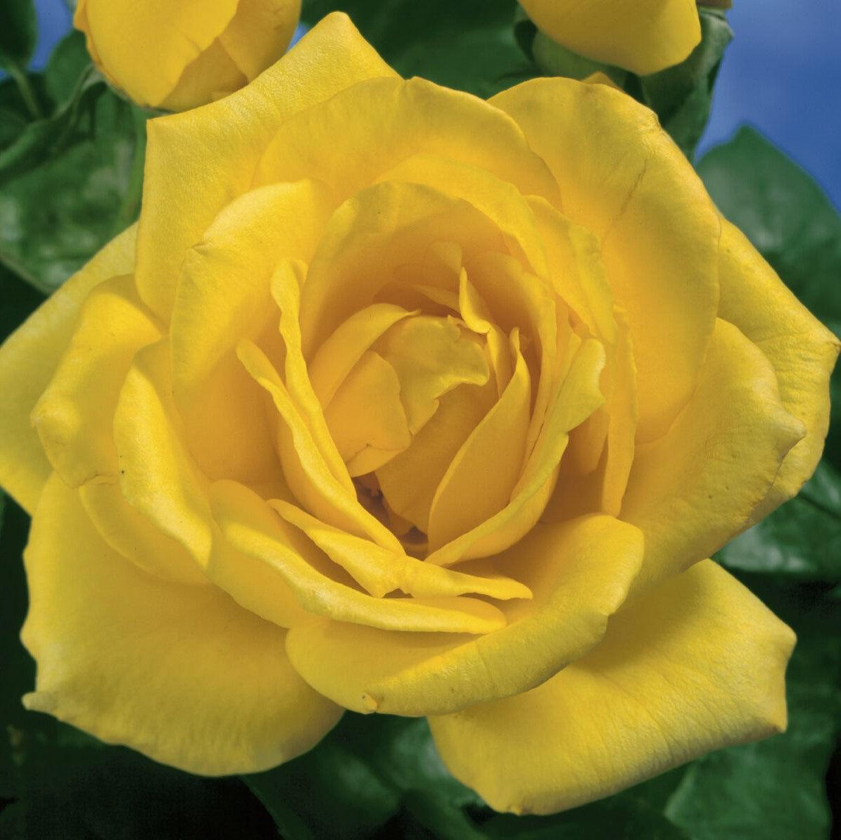 Rosa 'TANolg'  - Oregold Rose