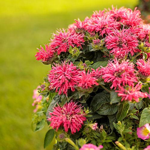 Monarda didyma 'Pardon My Cerise'  - Pardon My Cerise Bee Balm