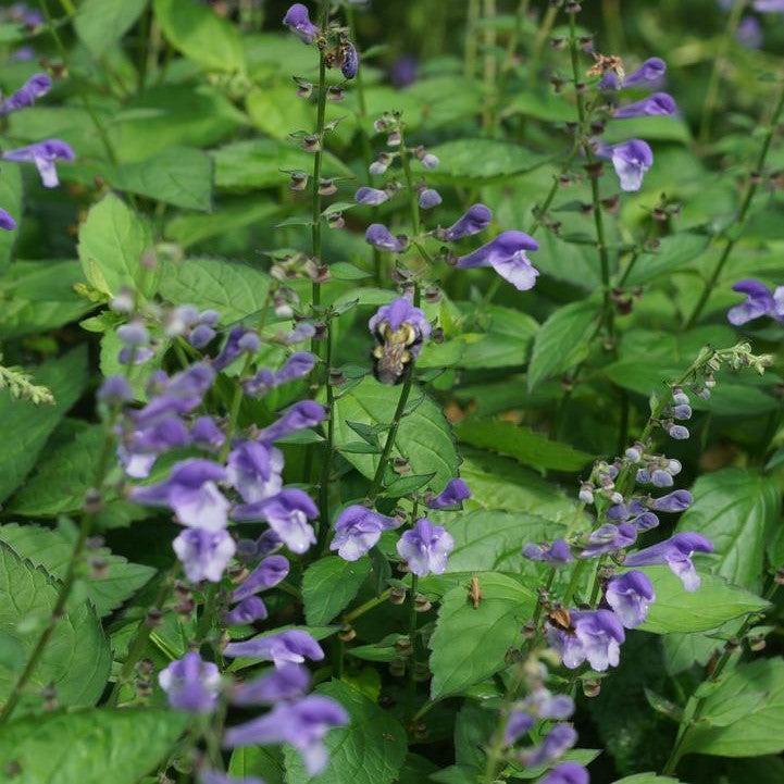 Scutellaria 'Appalachian Blues'  - Appalachian Blues Skullcap