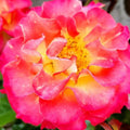 Rosa 'True Sincerity'  - True Sincerity Rose