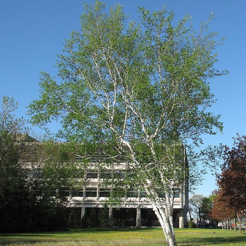 Betula papyrifera  - Paper Birch